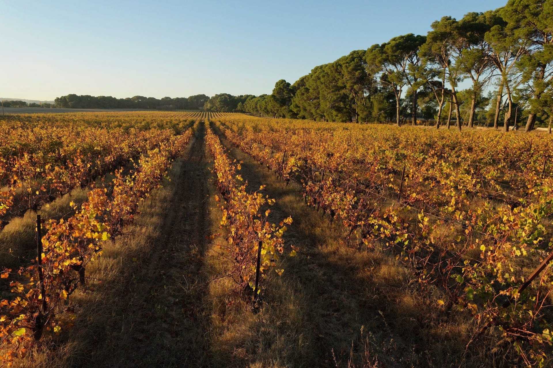Vignes de Font-Mars